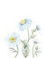 Watercolor hand painted nature floral composition with white petal yellow center chamomile flowers on green stem bouquet on the wh