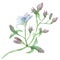 Watercolor hand painted nature floral plants composition with light blue and purple chicory flowers, buds and green leaves on bran