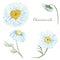 Watercolor hand painted nature floral plants set with white blossom chamomile and yellow center flower on green branch collection