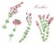 Watercolor hand painted nature floral seamless pattern with pink heather blossom flower and green leaves on branch isolated on the