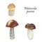 Watercolor hand painted nature forest meadow plants set with three brown cap white mushrooms and porcini text