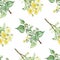 Watercolor hand painted nature herbal plant seamless pattern with yellow linden blossom flowers and green leaves on branch isolate