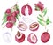 Watercolor hand painted nature tropical exotic plant set with  pink lychee fruit, flesh, bone and branch with green leaves collect