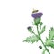 Watercolor hand painted nature weed greenery plant composition with milk thistle purple needle flower, green leaves on branch, bud