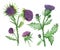 Watercolor hand painted nature weed plants set composition with milk thistle purple blossom flowers, burdock green leaves on branc