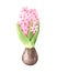 Watercolor hand painted pink hyacinth