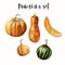 Watercolor hand painted realistic illustrations of 4 ripe orange pumpkins and 1 piece of pumpkin. white background