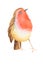 Watercolor hand painted red robin bird illustration