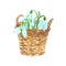 Watercolor hand painted snowdrops flowers in basket, isolatedon white background. Spring floral illustration