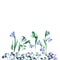 Watercolor hand painted snowdrops isolated