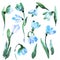 Watercolor hand painted snowdrops isolated