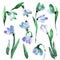 Watercolor hand painted snowdrops isolated