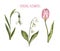 Watercolor hand painted spring flowers in bloom. Snowdrop, tulip flower, Lily of the valley, isolated. Botanical illustration