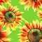 Watercolor hand painted  sunflowers seamless pattern