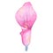 Watercolor hand painted tropical flower pink calla lily isolated on white background