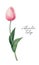 Watercolor hand painted tulips. Colorful tulip on white background. Botanical illustration.