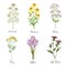 Watercolor hand painted vector set with medical herbs and plants.