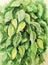 Watercolor hand paintong of a lot of green leaves of ficus