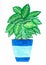Watercolor handmade colorful dieffenbachia in a blue pot