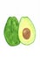 Watercolor handmade painting of a delicious avocado