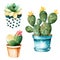 Watercolor handpainted cactus plant and succulent plant in pot.