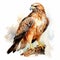 Watercolor Hawk Illustration: Detailed, Realistic, And Dynamic