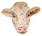 Watercolor head of Charolais ox isolated on the white background. Bull symbol of new year 2021 on the Chinese calendar