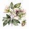 Watercolor Hellebore Floral Clipart. Beautiful Watercolor set . Isolated on White Background.