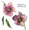 Watercolor hellebore set. Hand painted winter flowers and leaves isolated on white background. Botanical illustration of