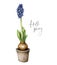 Watercolor Hello spring card with blue hyacinth. Hand painted flower pot with blue grape muscari with leaves isolated on