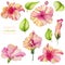 Watercolor hibiscus flowers and leaves collection