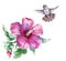 Watercolor Humming Bird and Pink Hibiscus