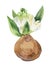 Watercolor hyacinth with green leaves on white isolated background