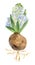 Watercolor hyacinth with green leaves on white isolated background