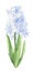 Watercolor hyacinth with green leaves on white isolated background