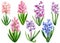 Watercolor hyacinth, hand painted floral illustration, set flowers isolated on a white background.