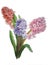 Watercolor of hyacinths