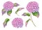Watercolor Hydrangea floral set. Hand painted pink Hortensia flower with leaves isolated on white background. Flowering
