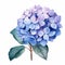 Watercolor Hydrangea Flower Clipart: Detailed And Realistic Blue And Pink Arrangements