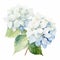 Watercolor Hydrangea Flowers: Dark White And Light Azure