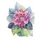 Watercolor hydrangea with leaves isolated on white background. Hand drawn pink purple green botany flower for Women day