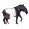 Watercolor hyper-realistic wild live animals of Asia - black and white tapir