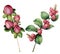 Watercolor hypericum set. Hand painted berries with leaves isolated on white background. Natural floral illustration for