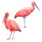 Watercolor ibis bird set