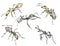 Watercolor illustration ants set, a muted color sketch isolated on a white background. Elegant insects drawn by hand