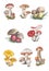 Watercolor  illustration of autumn mushrooms.