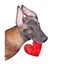 Watercolor illustration of beautiful Belgian Shepherd with amber eyes holding red heart in mouth.
