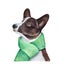 Watercolor illustration of beautiful Welsh Corgi Pembroke dog dressed in soft green scarf.