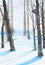 Watercolor illustration of a beautiful winter Russian forest with shadows from tree trunks in the snow