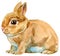 Watercolor illustration of beige rabbit